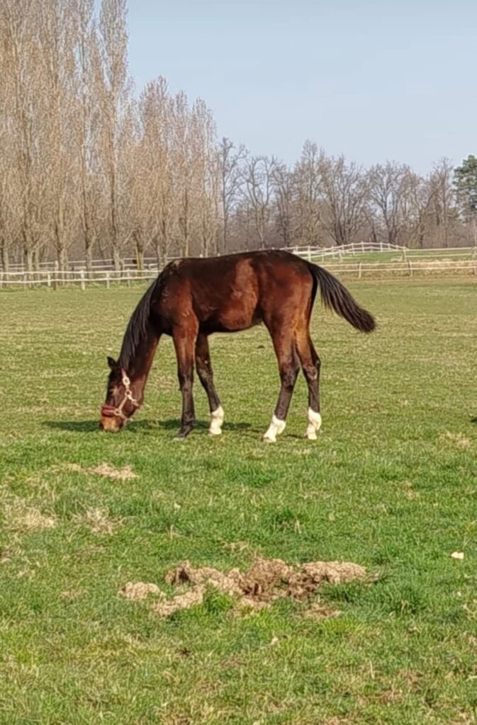 FOTO CLAUDIUS
